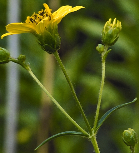 {Jamesianthus alabamensis}